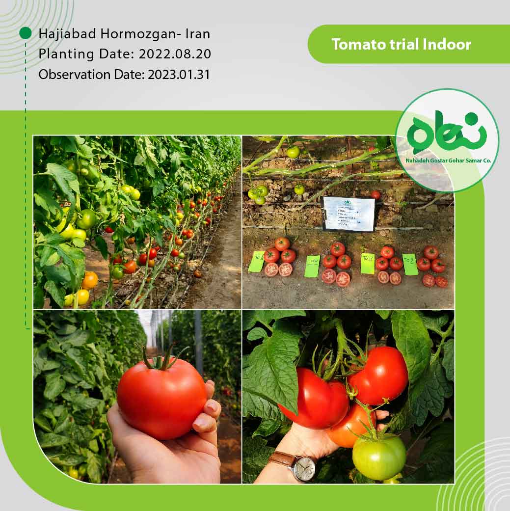 Tomato Trial Indoor(1)